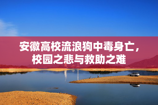 安徽高校流浪狗中毒身亡，校园之悲与救助之难