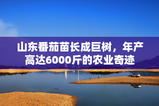 山东番茄苗长成巨树，年产高达6000斤的农业奇迹