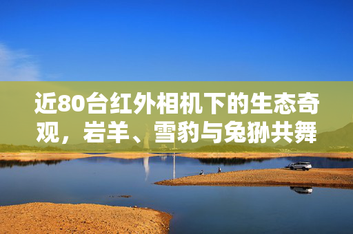 近80台红外相机下的生态奇观，岩羊、雪豹与兔狲共舞自然世界