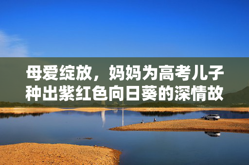 母爱绽放，妈妈为高考儿子种出紫红色向日葵的深情故事