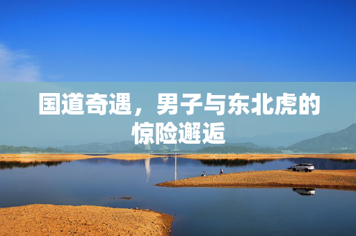 国道奇遇，男子与东北虎的惊险邂逅