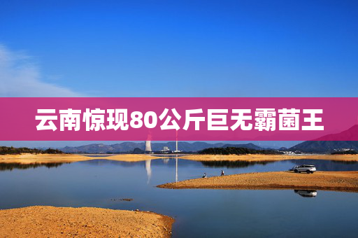 云南惊现80公斤巨无霸菌王