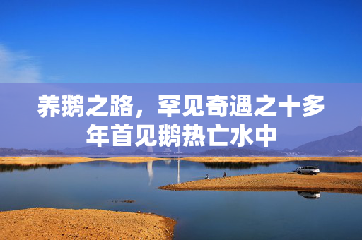 养鹅之路，罕见奇遇之十多年首见鹅热亡水中