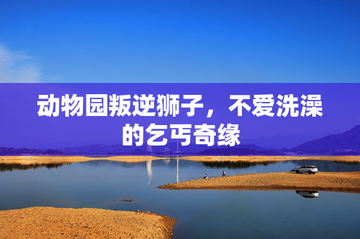 动物园叛逆狮子，不爱洗澡的乞丐奇缘