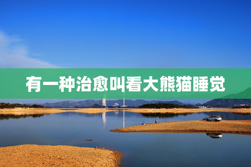有一种治愈叫看大熊猫睡觉