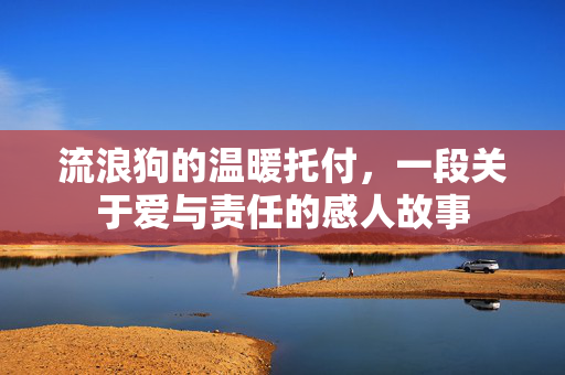 流浪狗的温暖托付，一段关于爱与责任的感人故事