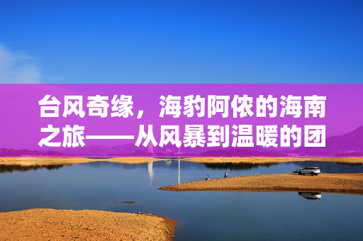 台风奇缘，海豹阿侬的海南之旅——从风暴到温暖的团宠传奇