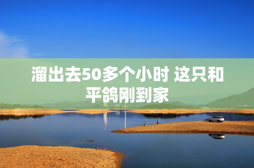溜出去50多个小时 这只和平鸽刚到家