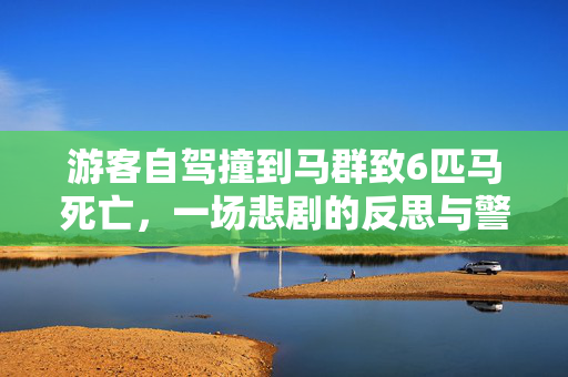 游客自驾撞到马群致6匹马死亡，一场悲剧的反思与警醒