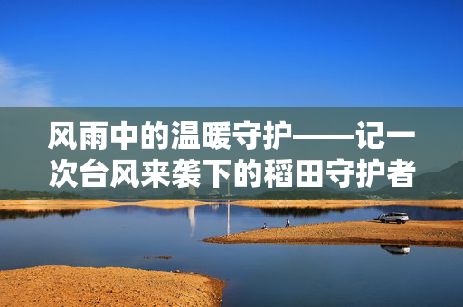 风雨中的温暖守护——记一次台风来袭下的稻田守护者