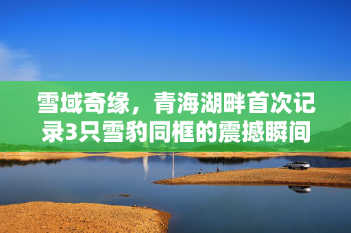 雪域奇缘，青海湖畔首次记录3只雪豹同框的震撼瞬间