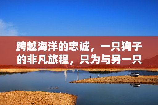 跨越海洋的忠诚，一只狗子的非凡旅程，只为与另一只狗的终极对决