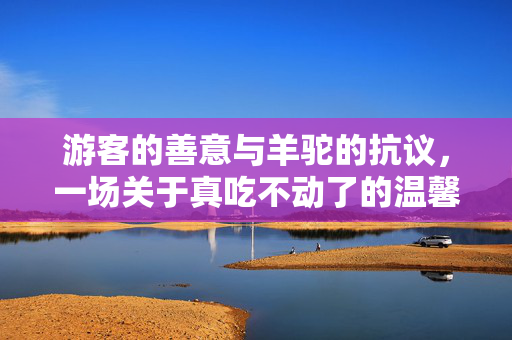 游客的善意与羊驼的抗议，一场关于真吃不动了的温馨故事