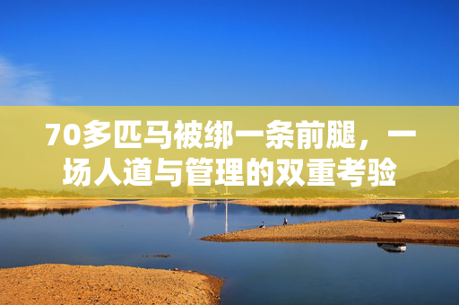 70多匹马被绑一条前腿，一场人道与管理的双重考验
