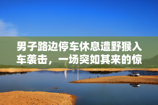 男子路边停车休息遭野猴入车袭击，一场突如其来的惊险遭遇