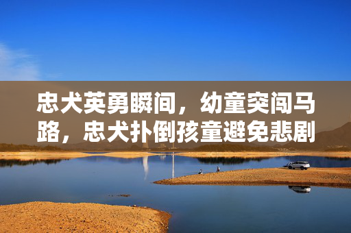 忠犬英勇瞬间，幼童突闯马路，忠犬扑倒孩童避免悲剧