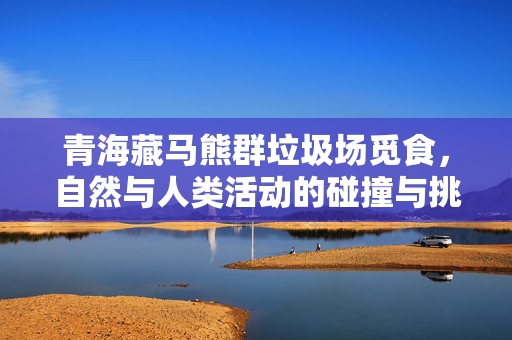 青海藏马熊群垃圾场觅食，自然与人类活动的碰撞与挑战