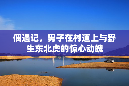 偶遇记，男子在村道上与野生东北虎的惊心动魄