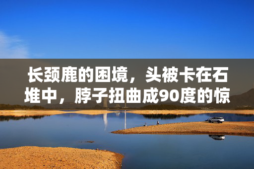 长颈鹿的困境，头被卡在石堆中，脖子扭曲成90度的惊人救援