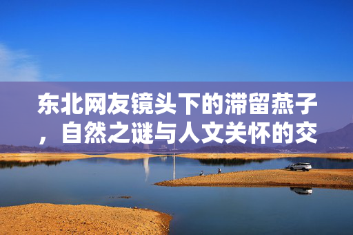 东北网友镜头下的滞留燕子，自然之谜与人文关怀的交织